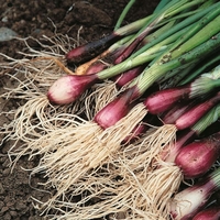 Spring Onion 
