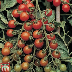 Tomato 