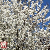 Wild Cherry (Hedging)