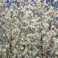 Wild Cherry (Hedging)