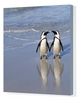 Jackass Penguin - pair holding hands Canvas Print
