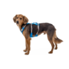 Flagline Dog Harness