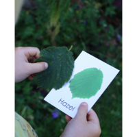 Leaf Flash Cards