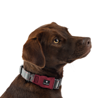 Soft Dog Collar