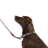 SP Dog Slip Collar