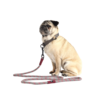 SP Rope Dog Lead