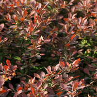 Berberis Thun Atropurpurea Bare Root