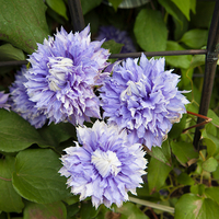 Boulevard Patio Clematis Blue 5L Pot on Trellis