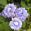 Boulevard Patio Clematis Blue with 2L Pot on 60cm Trellis