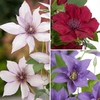 Boulevard Patio Clematis Collection 3 colours in 10.5cm pots