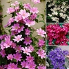 Boulevard Patio Clematis on 60cm Trellis (4 Pack)