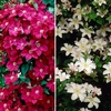 Boulevard Patio Clematis on 60cm Trellis Red & White (Pair)