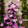 Boulevard Patio Clematis Pink 5L Pot on Trellis