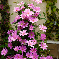 Boulevard Patio Clematis Pink 5L Pot on Trellis
