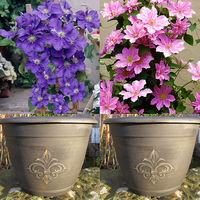 Complete Clematis Kit - 1 x 9cm Blue Clematis,  1 x 9cm Pink Clematis,  2 x Planters & 2 x Bamboo Trellis