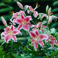 Complete Lily Garden Bundle - 60 x Bulbs