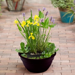 Complete Patio Pond Kit - Pond,  Soil,  Gravel & 3 Plants