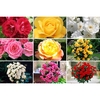 Complete Rose Garden Bundle - 5 Garden Glamour and 4 Patio Standard Roses