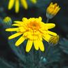 Euryops 
