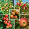 Family Apple Tree - 5 Varieties on 1 Tree 7L Pot