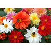 Geranium,  Petunia & Dahlia Professional Plugs 120 Pack