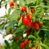 Goji Berry 