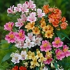Hardy Alstroemeria Ligtu Hybrids x 10 Bare Roots