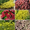 Hardy Carpetting Sedum Mixed Colours (6 Pack)