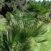 Hardy Fan Palm 