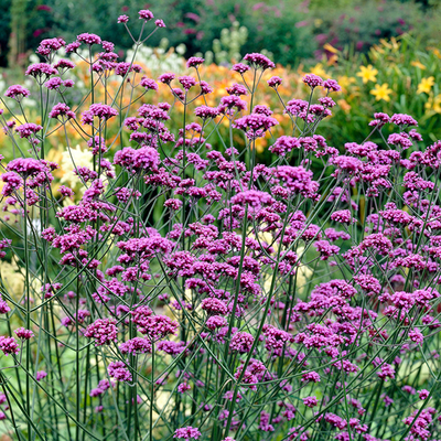 Hardy Verbena Bonariensis
Plugs (12 Pack)
