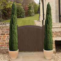 Italian Cypress Set Cupressus sempervirens 60-80cm x 6