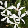 Jasminum Azoricum Lemon Scented Jasmine 5L Pot 1.4m Tall