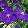Large Flowered Pink Blue Clematis 2L Pot 60cm Tripod
