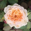 Old English Shrub Rose Apricot - bare ro