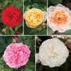 Old English Shrub Rose Collection x 5 Bare Root