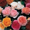 Old English Shrub Rose Collection x5 Bare Roots & Fertiliser 50g