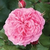 Old English Shrub Rose Pink - bare root