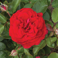 Old English Shrub Rose Red - bare root