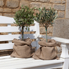 Pair Mini Olive Standards - 2 x 55cm Tall in Hessian Sacks
