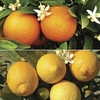 Pair of 1m Citrus Trees (Orange & Lemon) with 175ml Concentrated Citrus Feed