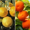 Pair of 1m Citrus Trees with Citrus Feed - Includes Orange and Lemon