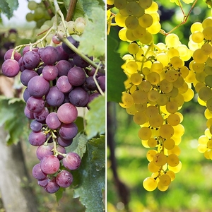 Pair of 3L Red & White Table Grapes 70-80cm