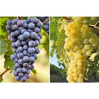Pair of Hardy Grapevines in 1L Pots