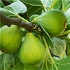 Pair of Hardy Standard Figs in 5L Pots