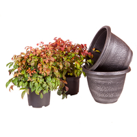 Pair of Nandina 