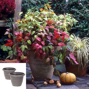Pair of Nandina 