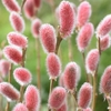 Pair of Red Pussy Willow (Salix Mount Aso) Standards Form 80cm Tall