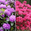 Pair of Rhododendron - Purple & Red (17cm)