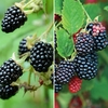 Pair of Thornless Blackberry 2L