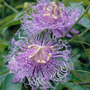 Passion Flower Incarnata 